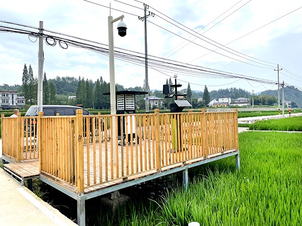 浙江臨安：竹林變稻田，農戶喜開顏