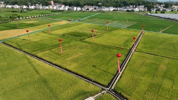 湘东区现代化制种基地，数智赋能让“赣鄱粮仓”更有底气！