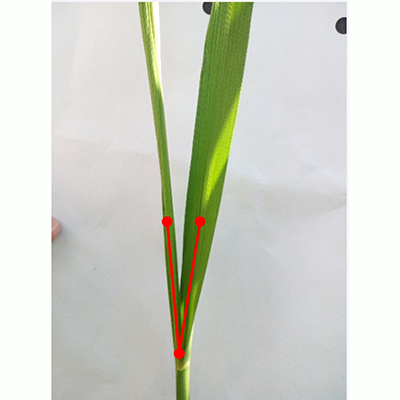 水稻夾角測(cè)量